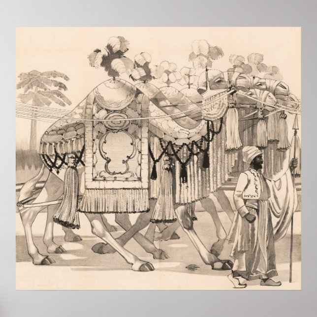Camels Walking Dressed In Costume Poster (Front)