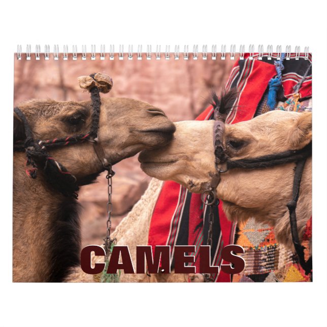 Camels Wall Calendar (Cover)