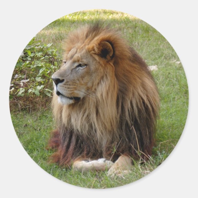 Cameron 3 11x11 classic round sticker (Front)