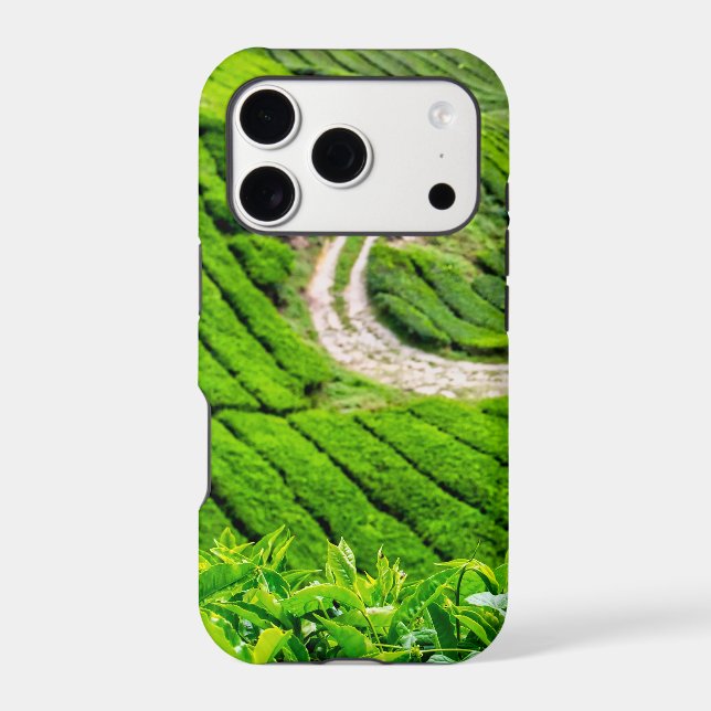 Cameron Highlands Tea Plantation (Back)