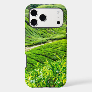 Cameron Highlands Tea Plantation