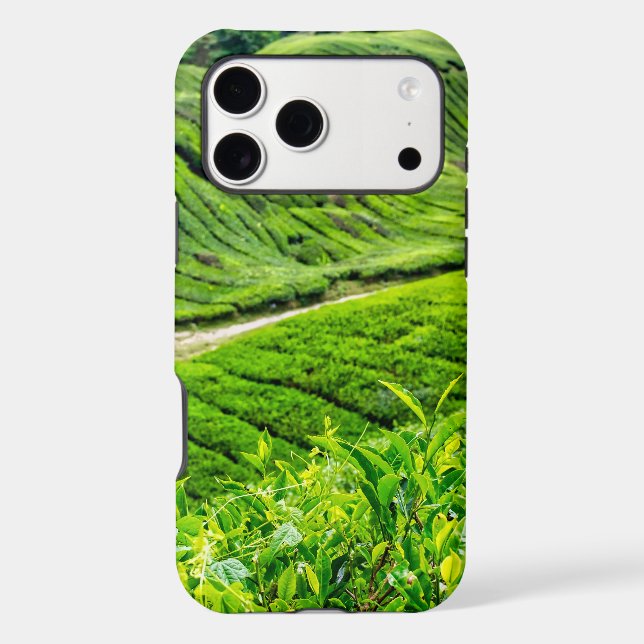 Cameron Highlands Tea Plantation (Back)
