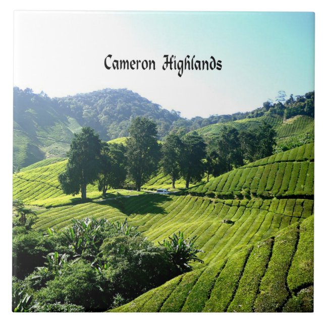 Cameron Highlands, Tea Plantation, Malaysia Tile (Front)