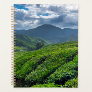 Cameron Highlands Tea Plantation Planner