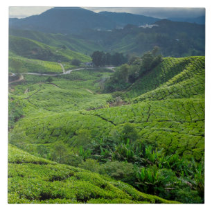 Cameron Highlands Tea Plantation Tile