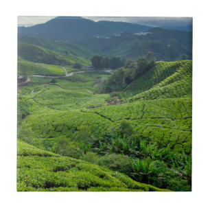 Cameron Highlands Tea Plantation Tile