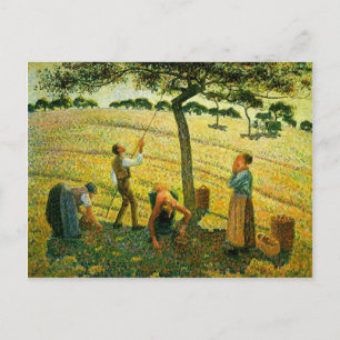 Camille Pissarro- Apple Picking at Eragny-sur-Epte Postcard