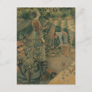 Camille Pissarro The Apple Pickers, 1886 Postcard