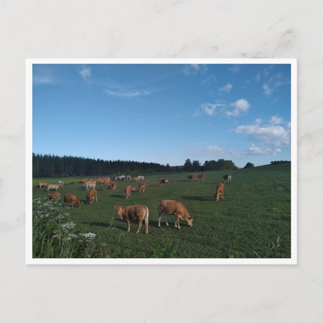 Camino Primitivo de Santiago (Spain) Postcard (Front)