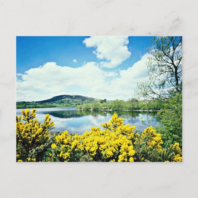 Camlough Lough, County Down, Ireland  flowers Postcard (Front)