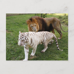 CamNzabu030 Postcard