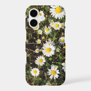 Camomile flowers