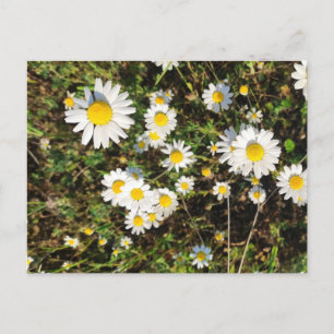 Camomile flowers postcard
