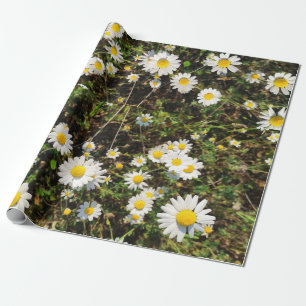 Camomile flowers wrapping paper