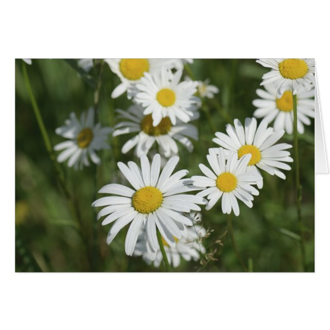 Camomiles (Front Horizontal)