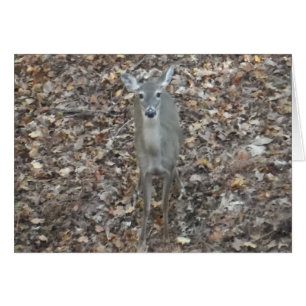 Camouflage Deer in fall leaves
