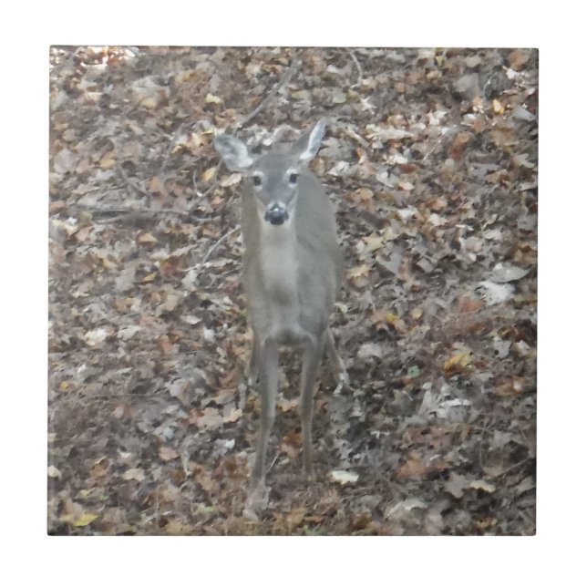 Camouflage Deer in fall leaves Tile (Front)