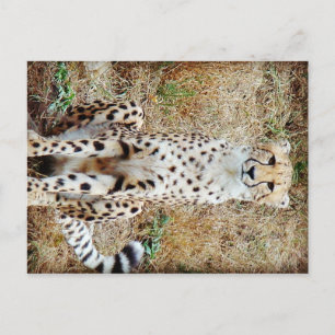 Camouflage Postcard