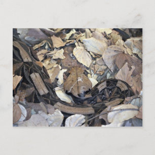 Camouflage snake postcard