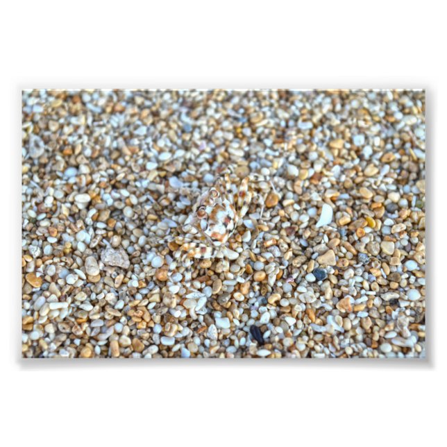 Camouflaged Ghost Crab on a Kauai Beach, Hawaii Photo Print (Front)