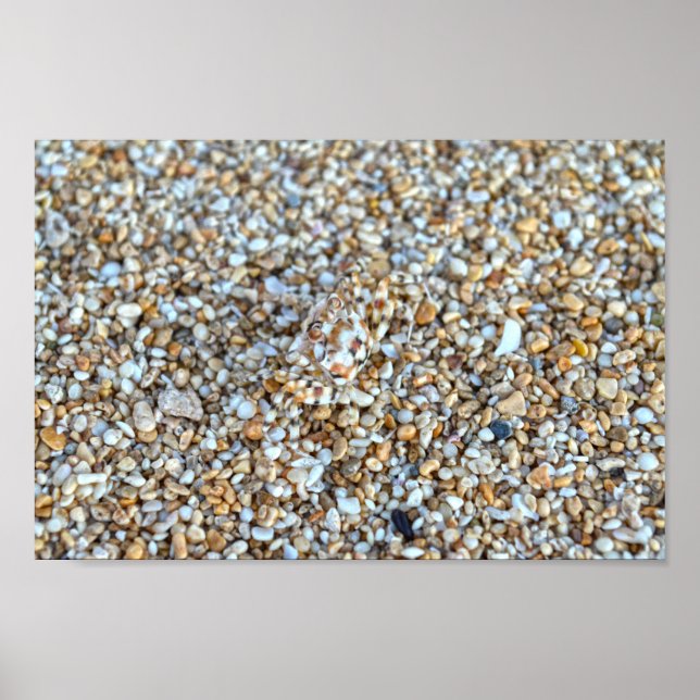 Camouflaged Ghost Crab on a Kauai Beach, Hawaii Poster (Front)