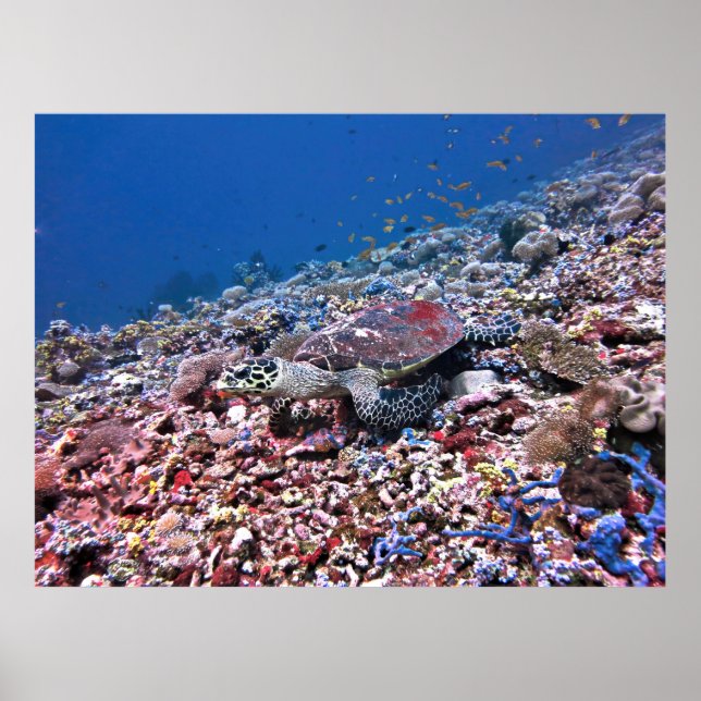Camouflaged Hawksbill Poster (Front)