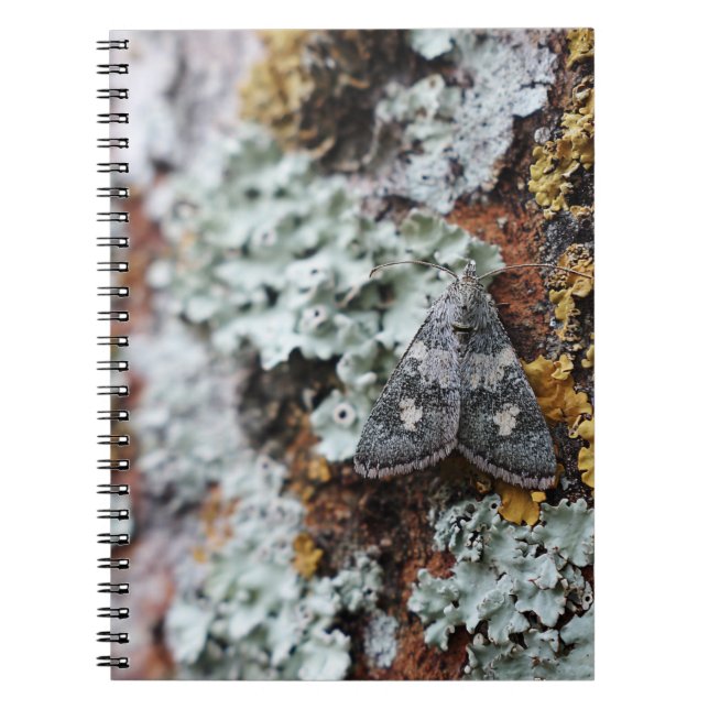 Camouflaged Lichen Moth Notebook (Front)