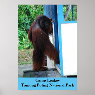 Camp Leakey Tanjung Putting National Park Borneo Poster