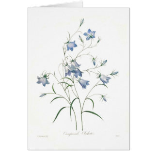 Campanula clochette
