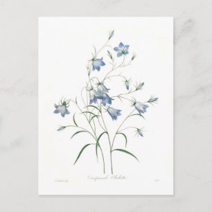Campanula clochette postcard