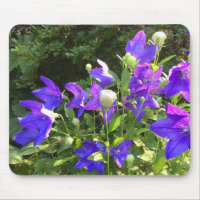 Campanula Cluster (Blue Balloon Flowers) ---