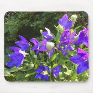 Campanula Cluster (Blue Balloon Flowers) --- Mouse Mat