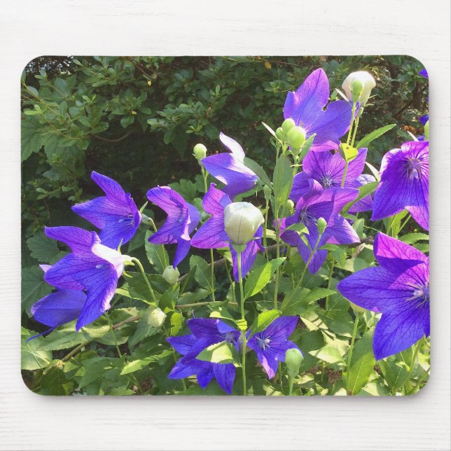 Campanula Cluster (Blue Balloon Flowers) --- Mouse Mat (Front)