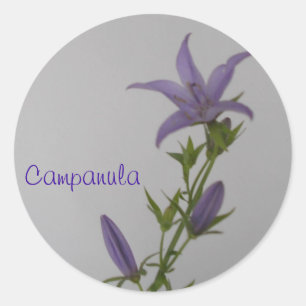 Campanula Flower Classic Round Sticker