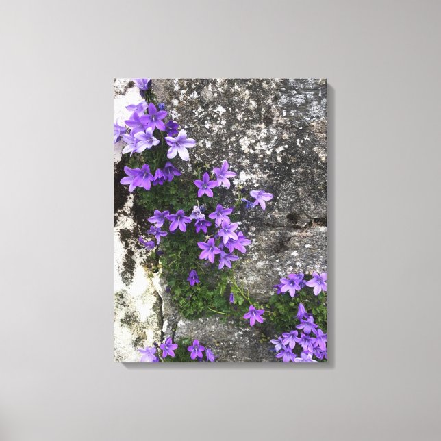 Campanula Flowers Growing on a Wall Canvas Print (Front)