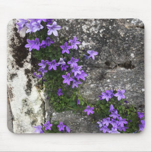 Campanula Flowers Growing on a Wall Mouse Mat