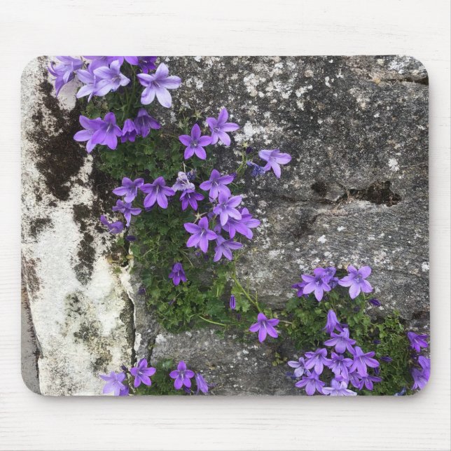 Campanula Flowers Growing on a Wall Mouse Mat (Front)