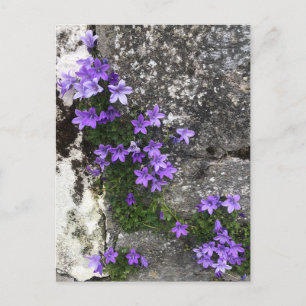 Campanula Flowers Growing on a Wall Postcard