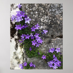 Campanula Flowers Growing on a Wall Poster