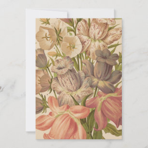 Campanula George Nicholson