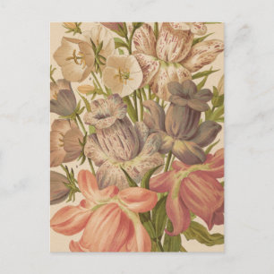 Campanula George Nicholson Postcard