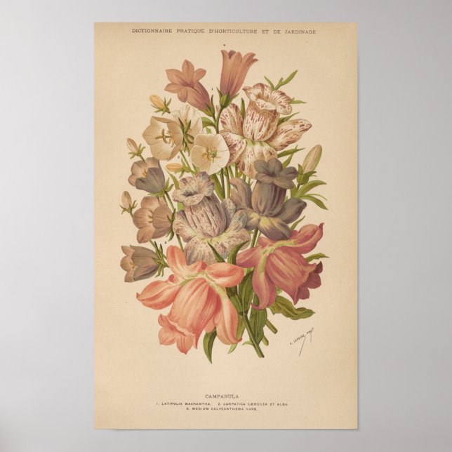 Campanula | George Nicholson Poster (Front)