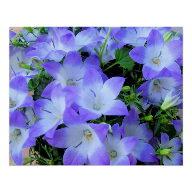 Campanula Purple White Bellflowers Photograph Poster (Front)