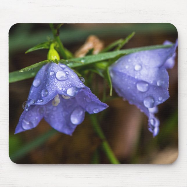 Campanula 'Sarastro' (Bellflower) Mouse Mat (Front)