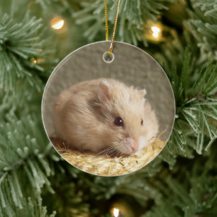 Campbells Dwarf Russian Hamster Ceramic Tree Decoration