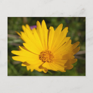 Camphor Postcard
