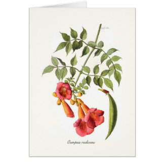 Campsis radicans
