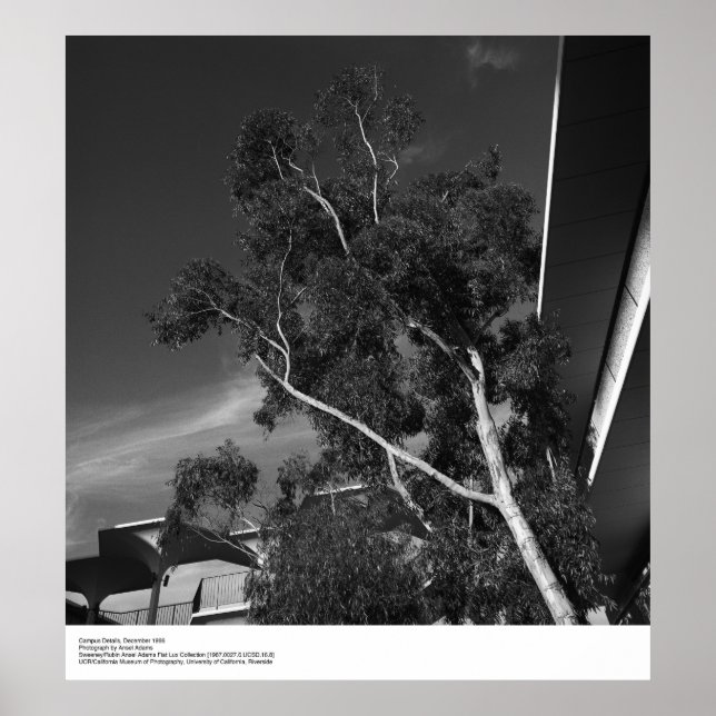 Campus Details, December 1966 by Ansel Adams Poster (Front)