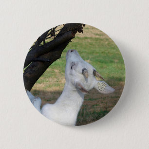 Can I Climb This Tree? 6 Cm Round Badge