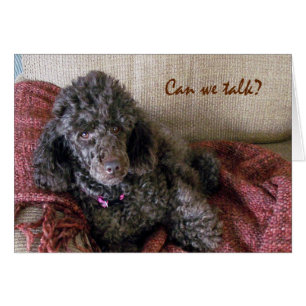 Can We Talk? Cute Brown Poodle and Blanket